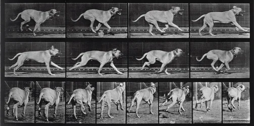 Running Dog, Plate 707 from 